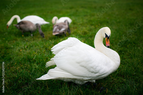 Adult white swan standing on green grass with juvenile swans feeding in the blurred background