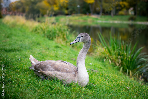 Juvenile swan resting on green grass beside a pond in an autumn park