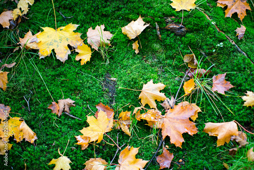 Yellow and orange fallen maple leaves scattered across vivid green moss on a forest floor in autumn