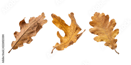 Three dried brown oak leaves isolated on transparent background