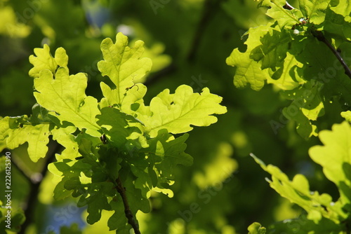 A close up of the English Oak leaves in Spring. Norfolk, England.