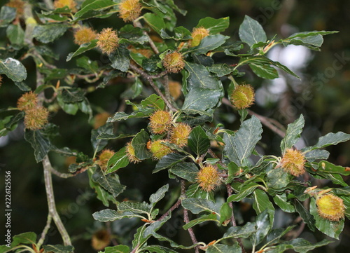 A close up of the Beech tree nuts, Fagus sylvatica, in August. Norfolk, England.