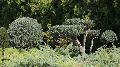 Fotografie Sculpted olive tree and spherical topiary bushes creating a peaceful, artful gar