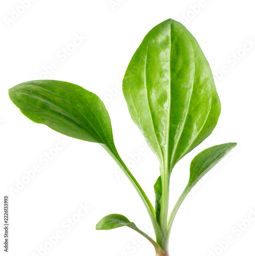 Fresh plantain leaves isolated on white background. Plantago major, green medicinal herb, healing plant foliage. Clipping path.
