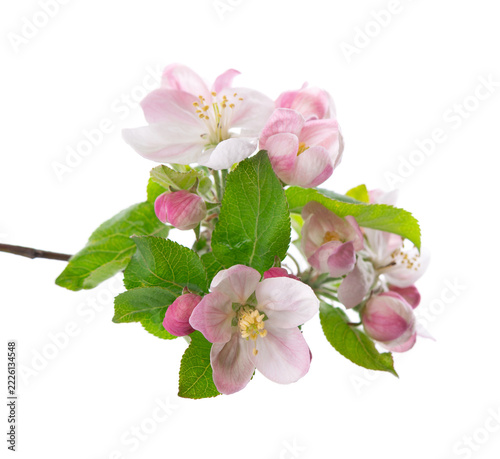 Spring apple blossom isolated on white background. Branch of flowering apple tree with pink and white flowers and green leaves. Clipping path.