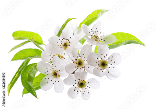 Pear tree blossoms isolated on white background. Branch of flowering pear with white flowers and green leaves in spring. Clipping path.