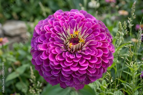 Vibrant Purple Zinnia Flower Blooming in Garden Close Up