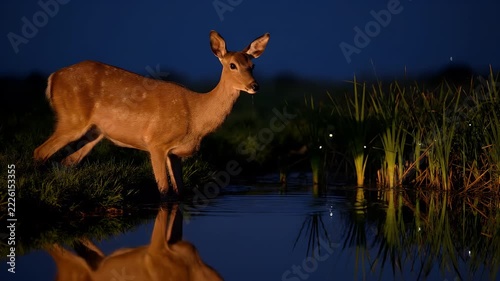 A graceful deer stands near the water's edge at twilight, its reflection shimmering on the calm surface as fireflies glow in the background