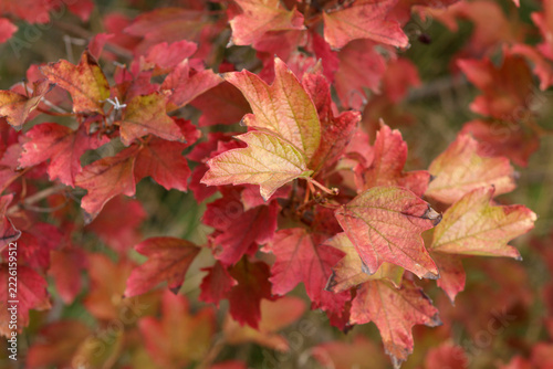 red and yellow autumn leaves close up