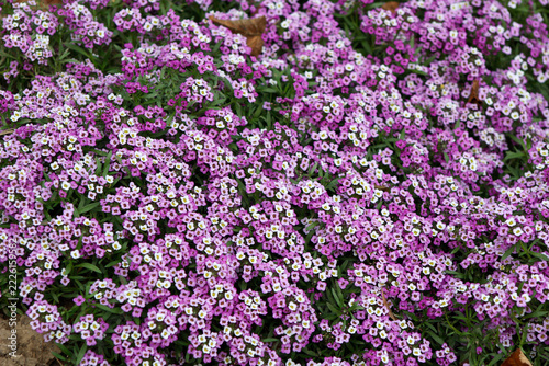 blooming pink alyssum in the garden

