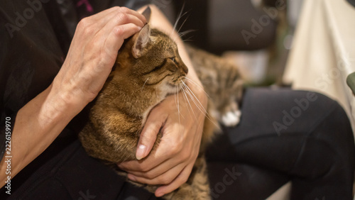 A person with medium brown skin and dark hair gently pets a tabby cat while holding it in their arms. The setting is cozy and intimate, showcasing a bond between human and pet.
