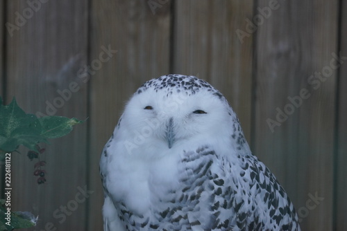 Snowy owl