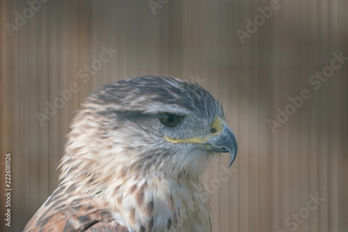 Ferruginous buzzard