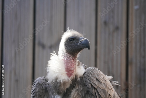 White backed vulture