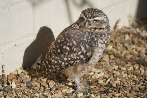 Burrowing owl