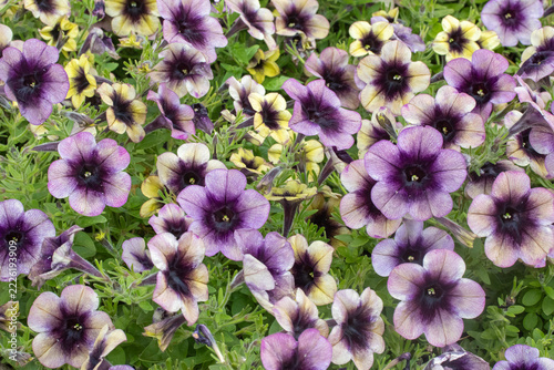 Fill the frame image of purple and lemon petunia