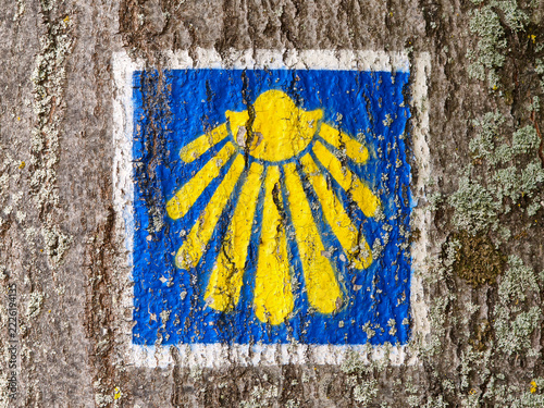 Camino de Santiago Scallop Shell Trail Marker Painted on Tree Trunk