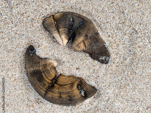 Weathered Wooden Stake Cross-Section With Sand-Filled Cracks On Sandy Beach Showing Growth Rings