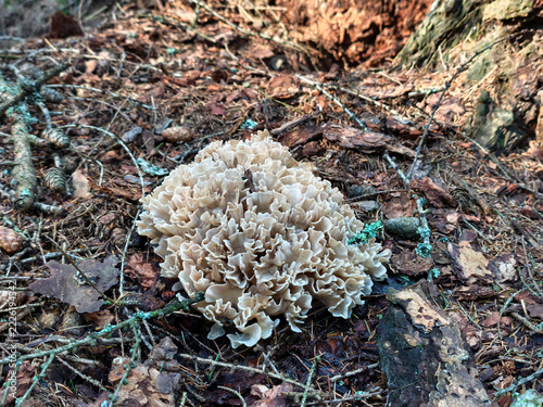 Cauliflower Mushroom on Forest Floor Surrounded by Pine Needles and Woodland Debris