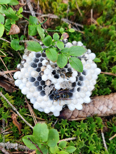Wasp Nest on Forest Floor with Paper Wasps and Mossy Green Nature Macro Detail