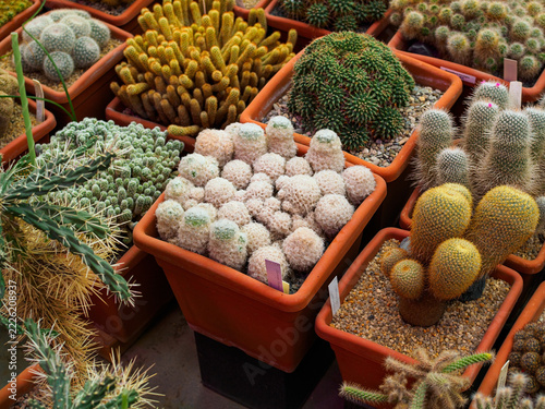 a collection of various types of cacti and succulents in a greenhouse