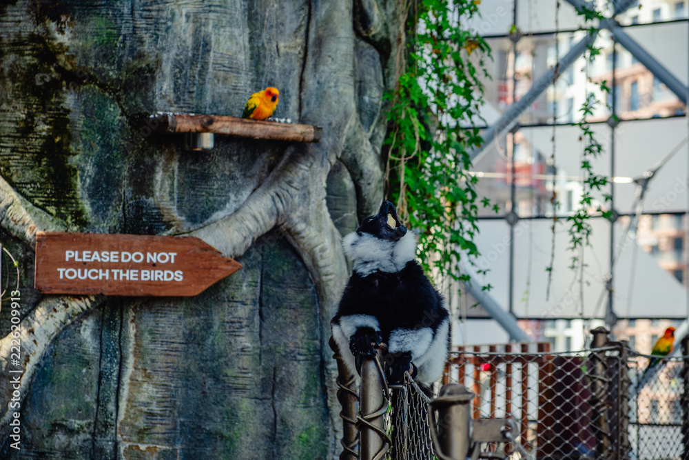 Naklejka premium The black-and-white ruffed lemur is a large primate of the lemur family, endemic to the island of Madagascar.