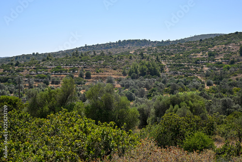 Mastic tree field in Chios Island, Greece   
