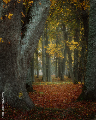 autumn in the park