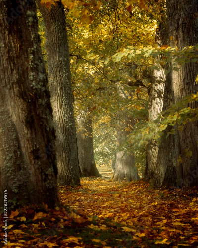autumn in the forest