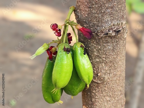 Cluster of green bilimbi fruits attached securely to a rough textured vertical branch outdoors.