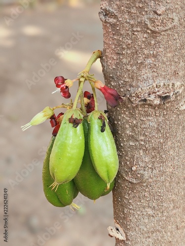 Averrhoa bilimbi fruit cluster hanging vibrantly on a textured brown tree trunk under natural daylight.