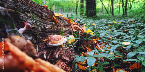 Mushrooms on Fallen Log in Forest