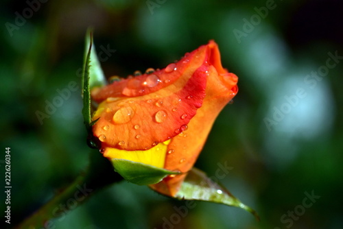 Regentropfen auf einer orangen Rosenknospe