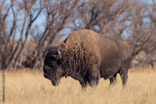 Wild American Bison on the high plains of Colorado. Mammals of North America.