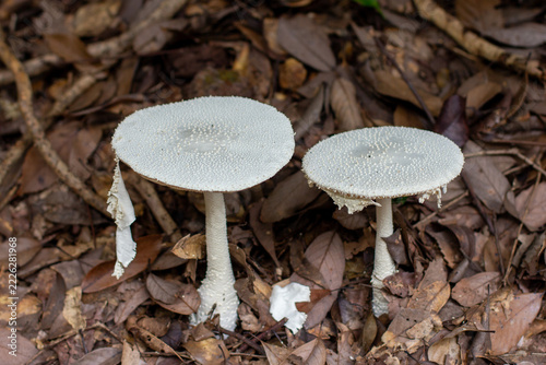 Amanita virgineoides White Mushrooms Growing in a Forest in Kyoto, Japan