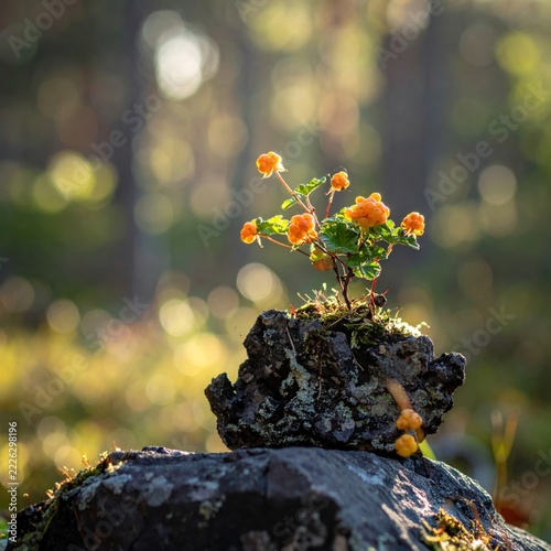 Small orange plant on rocky outcrop.