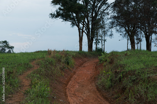 Scenic Pathway through Green Fields in Yai Rural Landscape