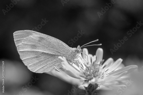 Black and white image of a Small White Butterfly (Pieris rapae) on Symphyotrichum