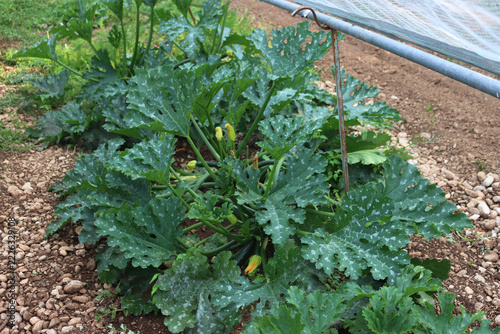 Zucchini plants growing in a row in the vegetable garden. Cucurbita pepo on summer