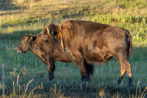 Wild American Bison on the high plains of Colorado. Mammals of North America.. Cow and Calf at sunrise.
