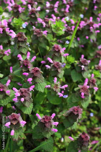 Lamium purpureum. Wild red dead-nettle pink flowers on plants in the meadow on springtime