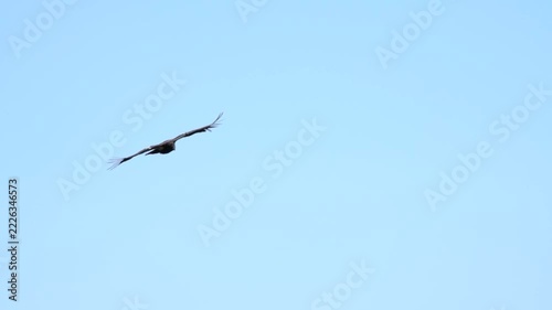 California Condor Soaring and Banking Over Forested Ridge Under Blue Sky