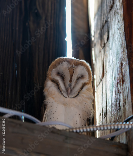 Close-up photograph of a Screech Owl sleeping on a ledge in a barn