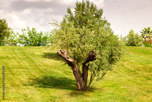 Old olive tree on green lawn with natural background