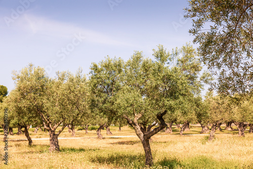 Olive trees in rural field with soft blue sky