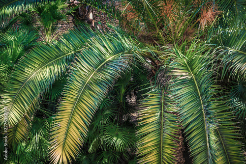 Palm frond texture background with dark green tropical leaves