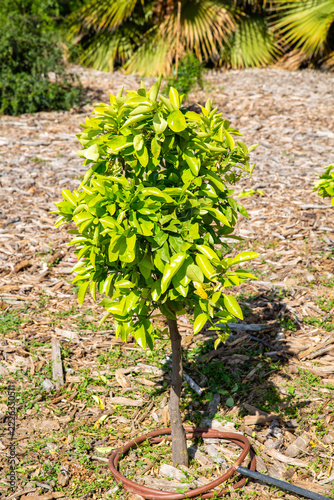 Vertical green ornamental shrub in landscaped garden background