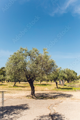 Vertical olive tree landscape with blue sky and copy space