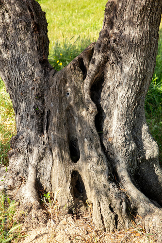 Vertical old olive tree trunk texture with hollow bark detail