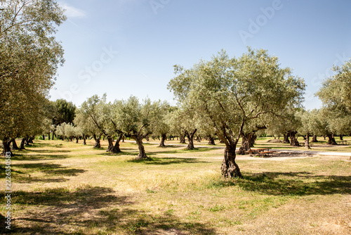 Wide olive orchard countryside landscape with sunny rural field